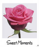 Sweet Moments!